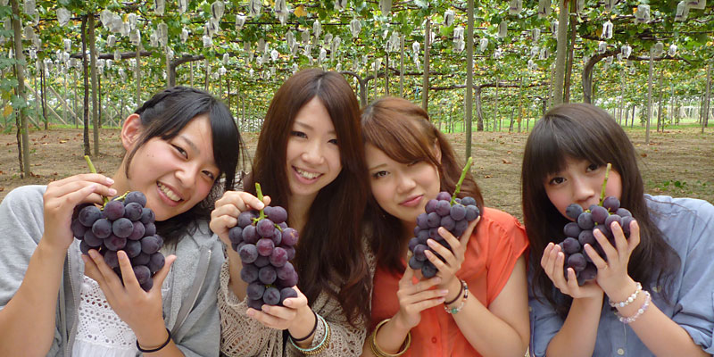 ぶどう直売・ぶどう狩り