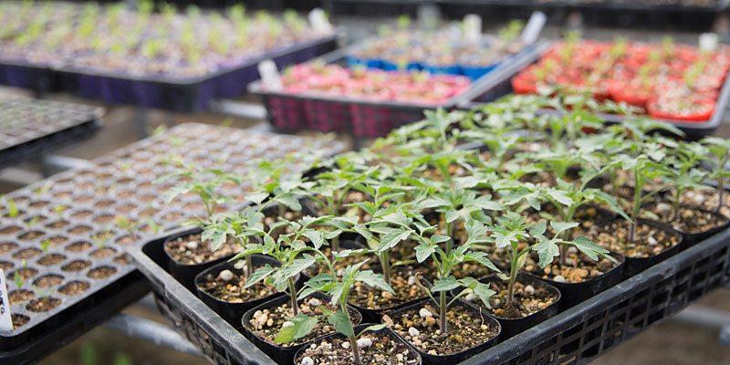 野菜栽培・販売